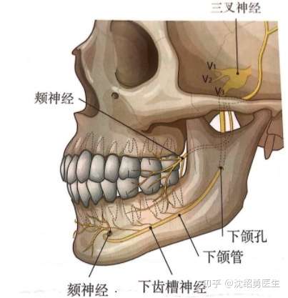 下頜骨去除的多少與你的自身條件有關,就是掌控你的那根