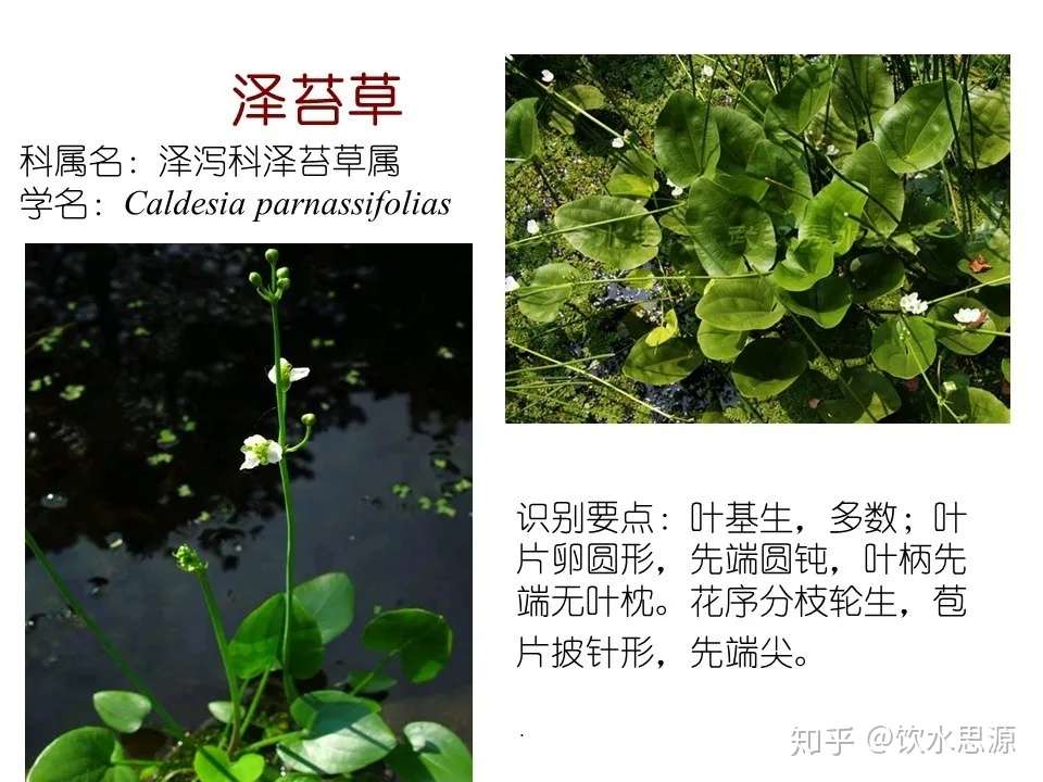快收藏 80种常见景观专业水生植物 知乎