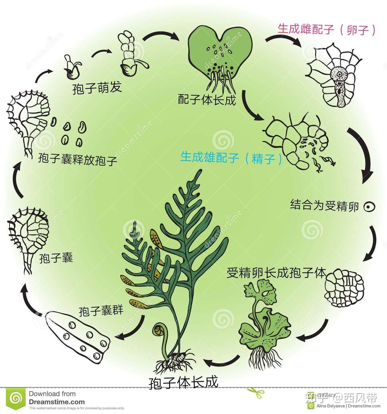 蕨类植物孢子繁殖教程 第一版 知乎