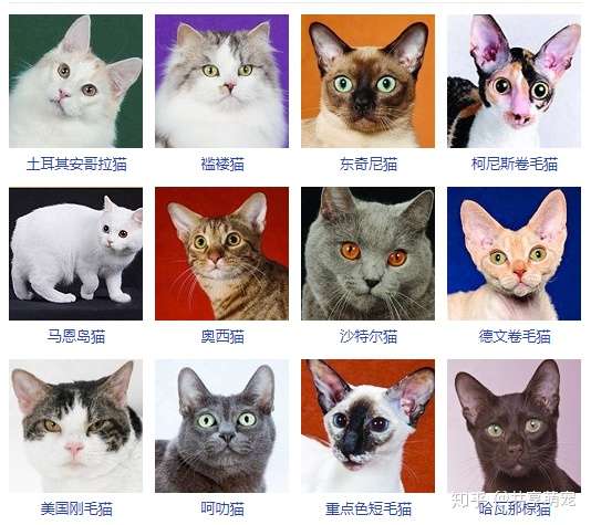 各个品种的猫图片