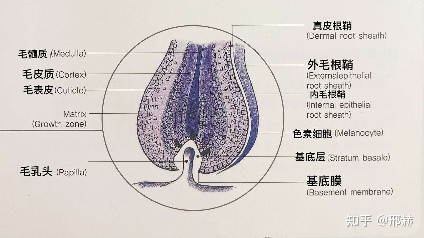 关于毛发的构造特性 一 知乎 关于毛发的构造特性 一 知乎