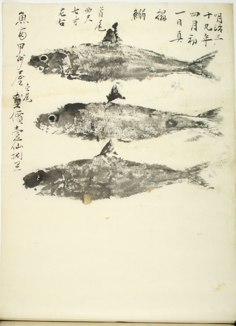 沙丁魚圖譜幾則 知乎