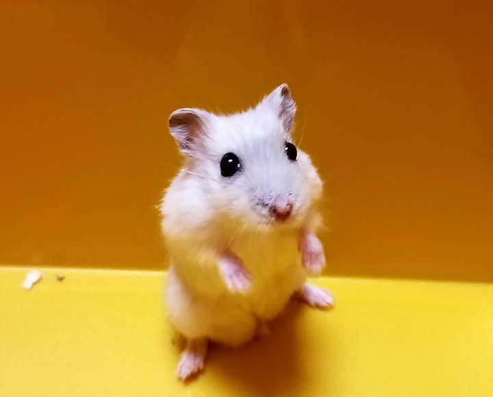 求解怎样把仓鼠拍的好看?