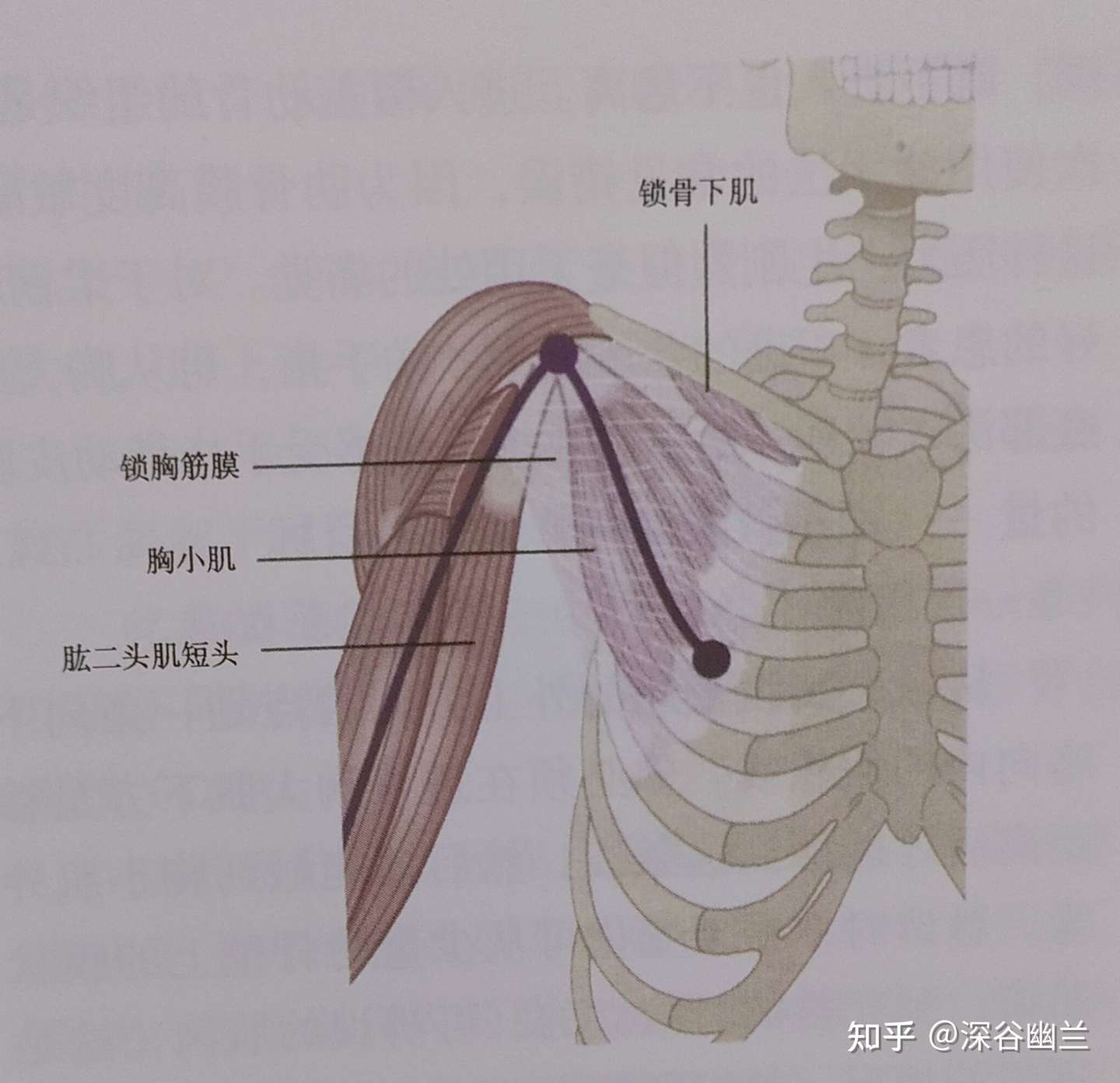 肌筋膜经线之手臂线 知乎
