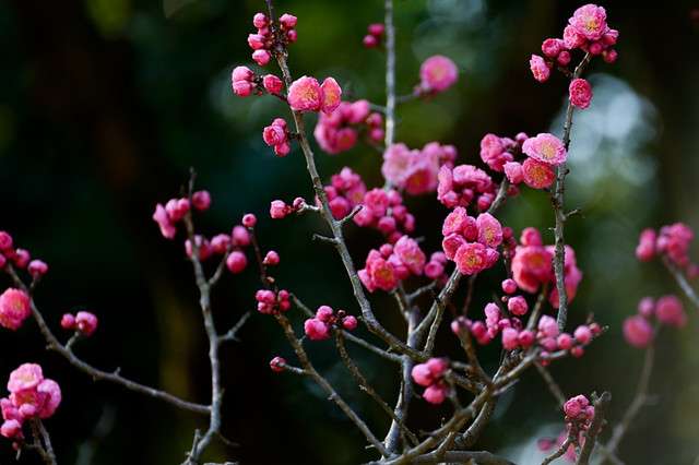 梅花的40种别名 个个好听 涨知识了 知乎