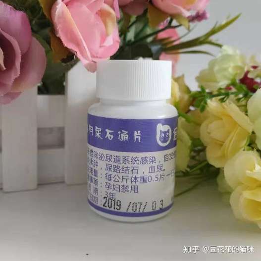 根据猫咪的症状判断猫咪患的是膀胱炎还是尿道炎以及治疗的方法- 知乎