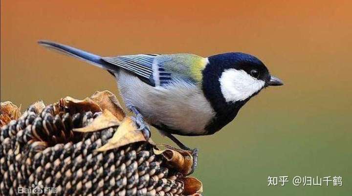 農村一隻小鳥飛到家裡面來這是什麼鳥?