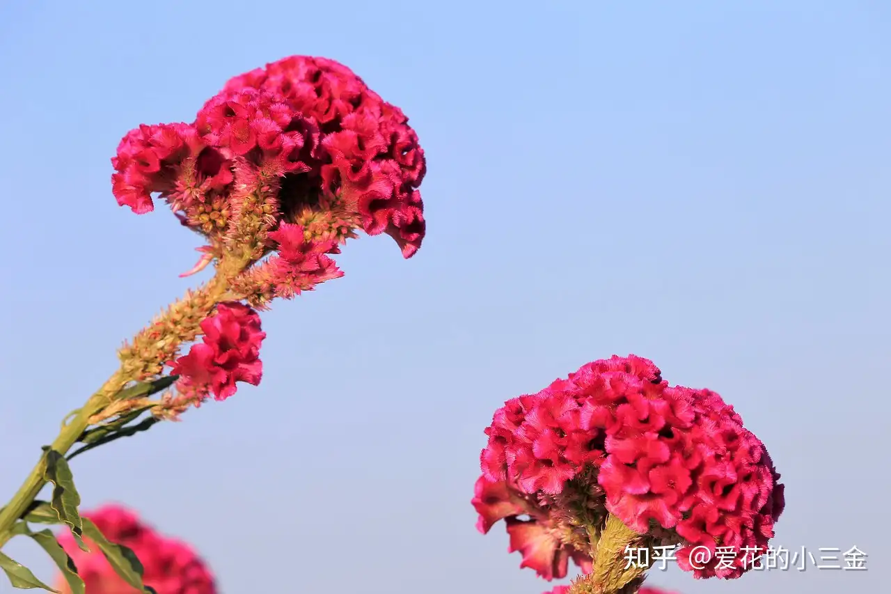 八月会开的花花 10 鸡冠花 盛开长夏秋天里 犹似雄鸡欲报晓 知乎