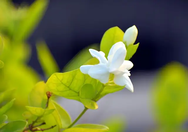 修剪茉莉花的两个极端，误犯！附：正确修剪时间和技术要点- 知乎