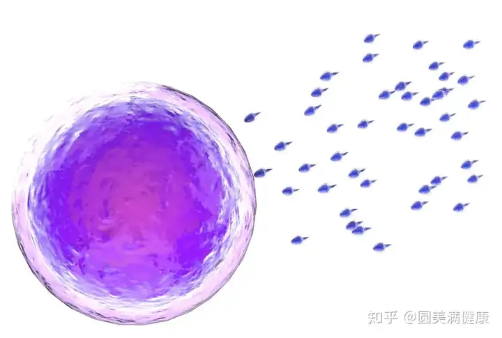 助孕机构成都（做宫腔镜检查后多久可以做试管移植？ 试管知识必看 !）