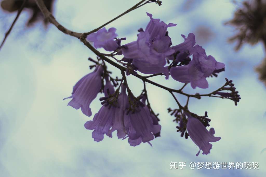 又是一年蓝花楹季 到了11月 这片蓝紫色铺满整座城市 知乎