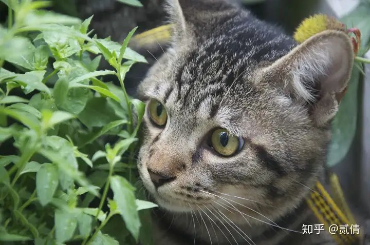 每天带你了解一种猫——狸花猫”