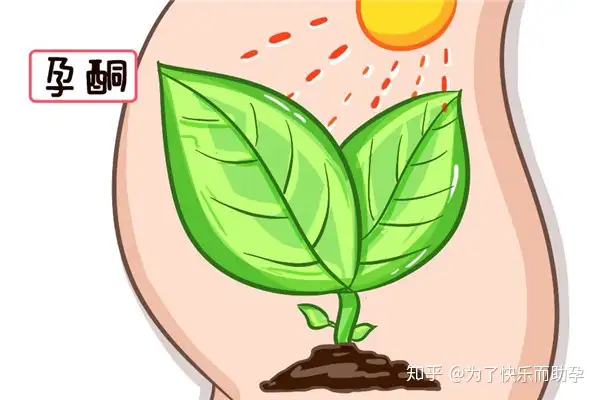 上海三大助孕公司费用（作为保胎神器的孕酮对我们试管助孕有哪些作用）