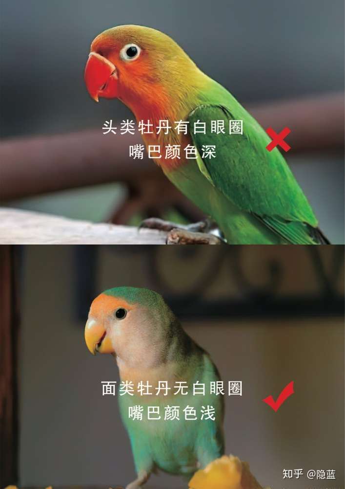 养牡丹鹦鹉玄风鹦鹉犯法吗之前养的会被举报吗