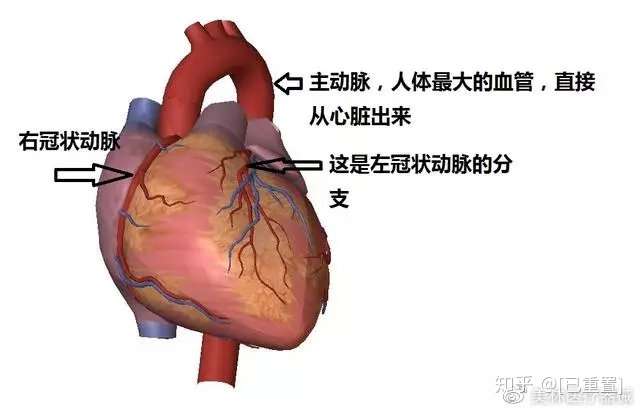 2人 贊同了該文章 圖片 冠心病的全稱叫做