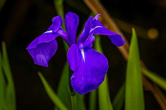 四月下旬诞生花 知乎