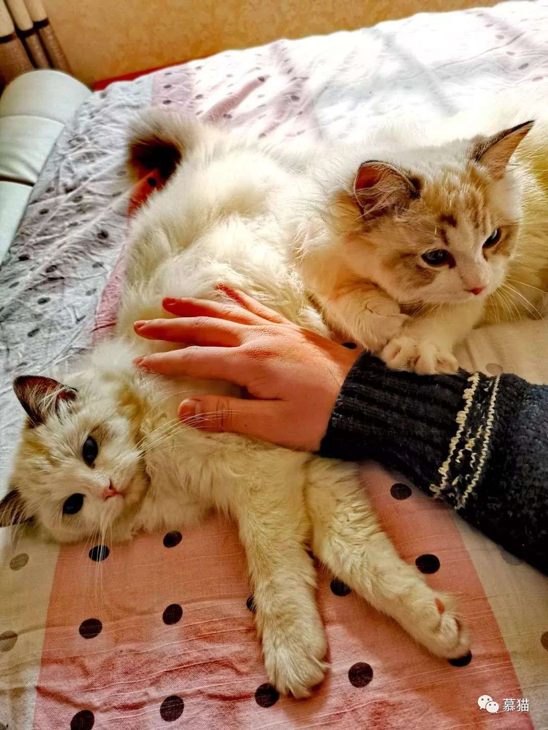猫奴必懂的喵喵秘密 知乎