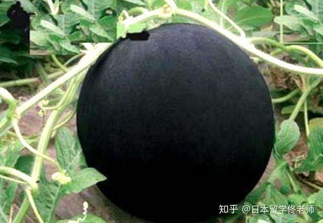 这日本黑皮水果 一颗种子值3千元 一个卖3万 简直就是天价水果 知乎
