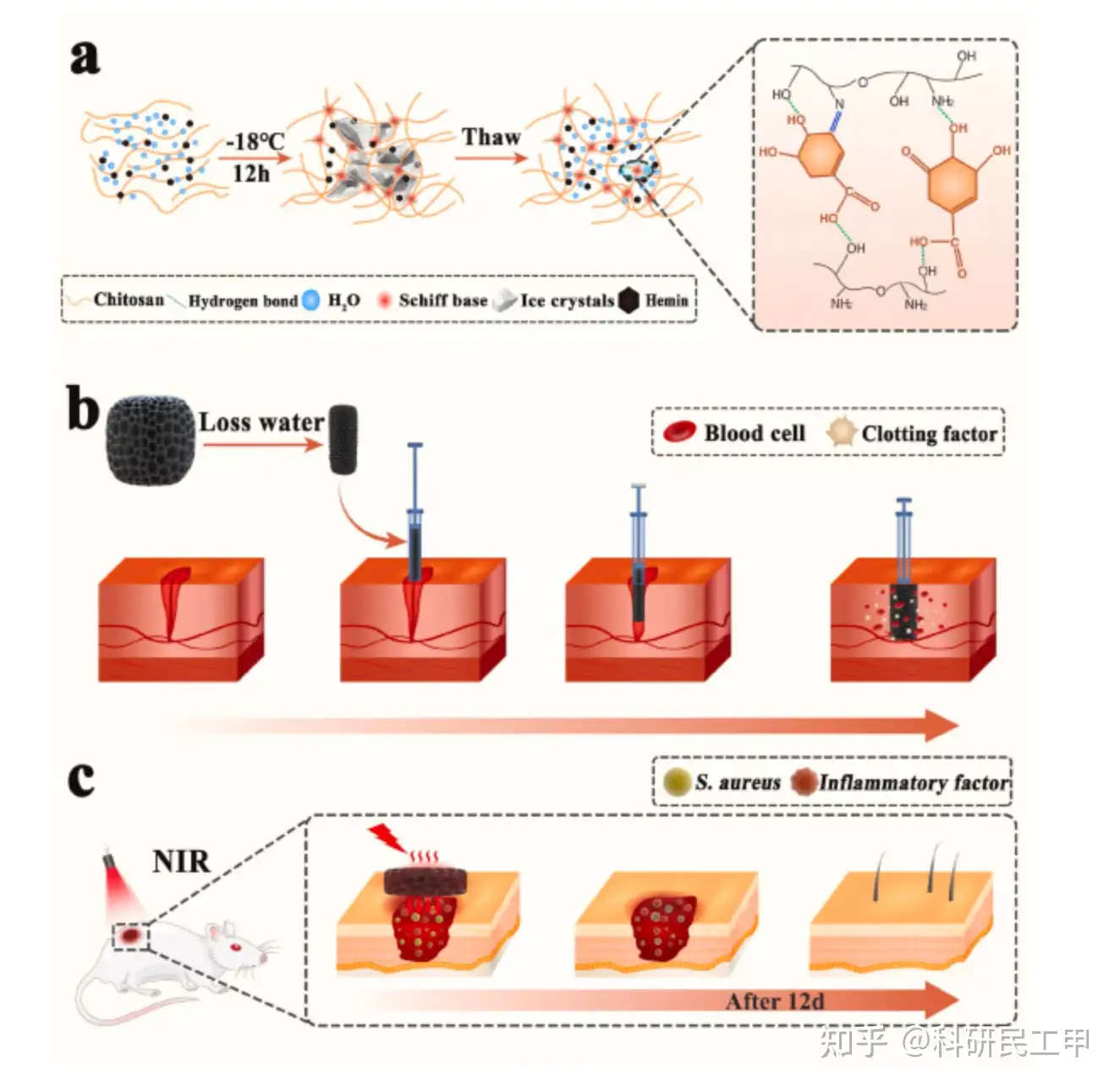 总结近期高分杂志Cryogels!几种冷冻胶的制备与生物医学应用- 知乎