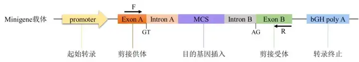 《Minigene实验——RNA剪接事件检测利器》