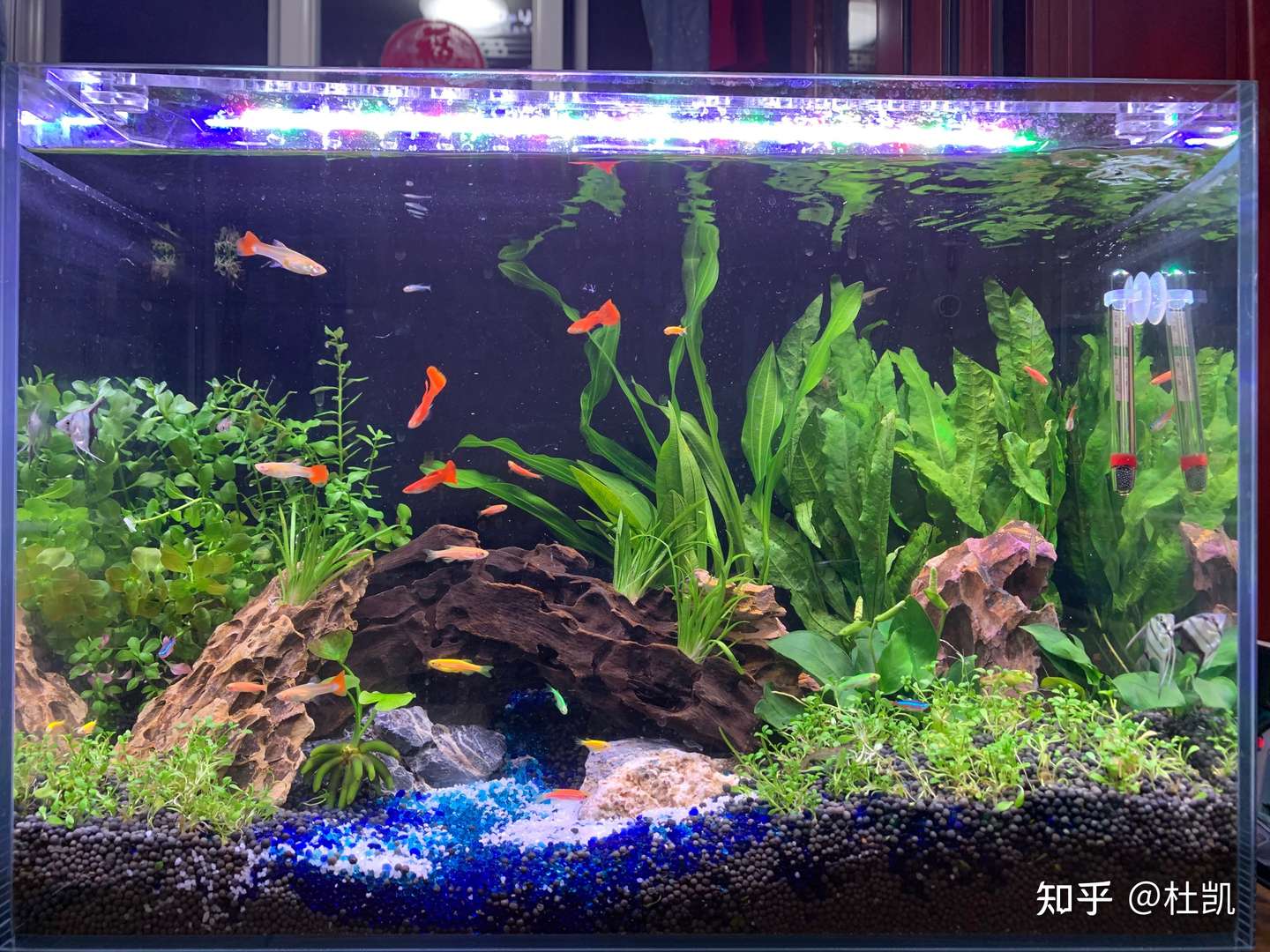 理容師モデレータ子供っぽい水草水槽魚知的乳白色しっとり