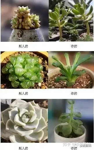 多肉植物徒长是什么意思 如何处理 知乎