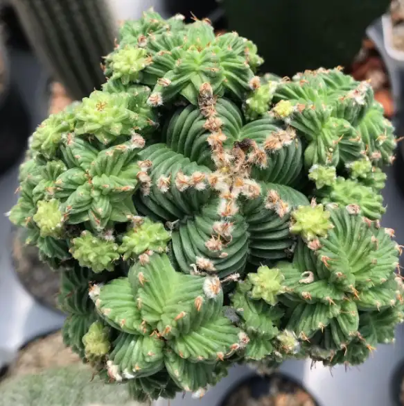 サボテン Aztekium valdezii 紅籠 山木 - 植物/観葉植物
