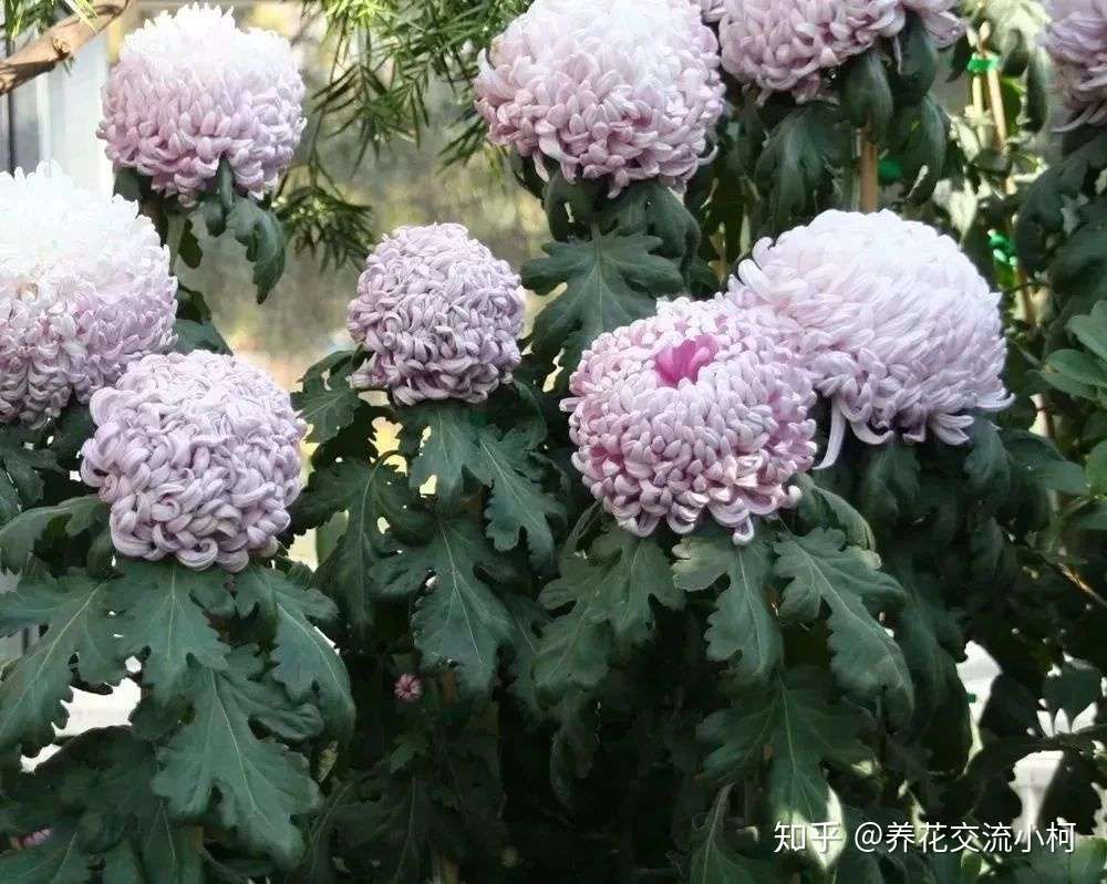 大菊和小菊对比 室内和户外养护差别大 想年年复花真不难 知乎