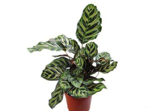 只需做到这4点 养好孔雀竹芋 告别黄叶枯萎 知乎