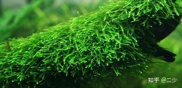 5种最佳的弱光水族馆植物 阴性水草 知乎