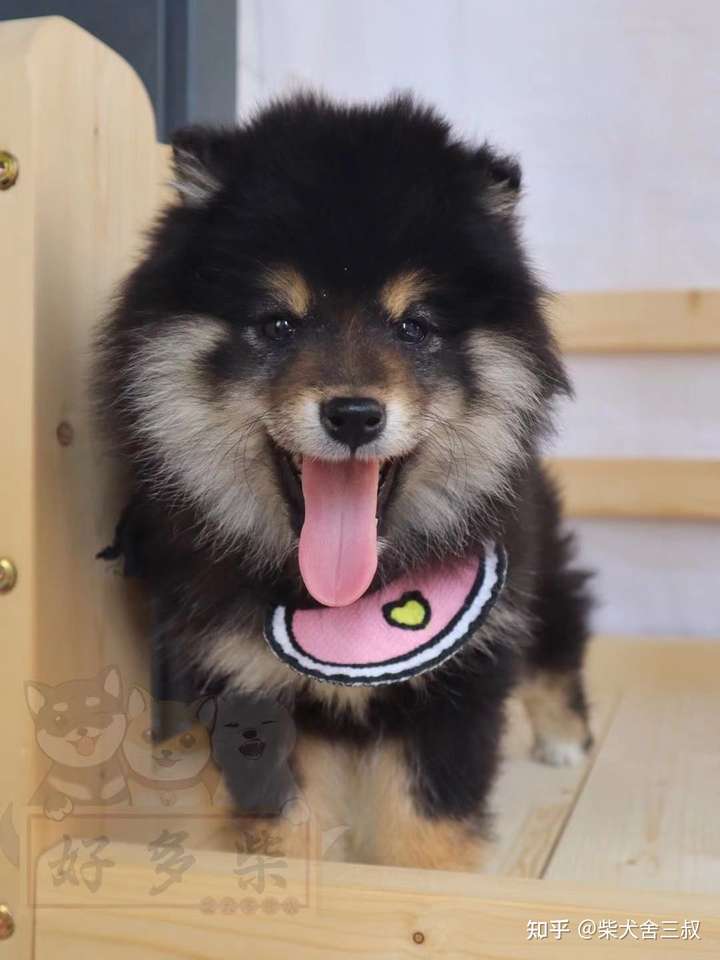 两个月的柴犬,大家帮我看看是不是长毛犬啊?