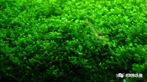 45种moss水草 图鉴名称信息分享 知乎
