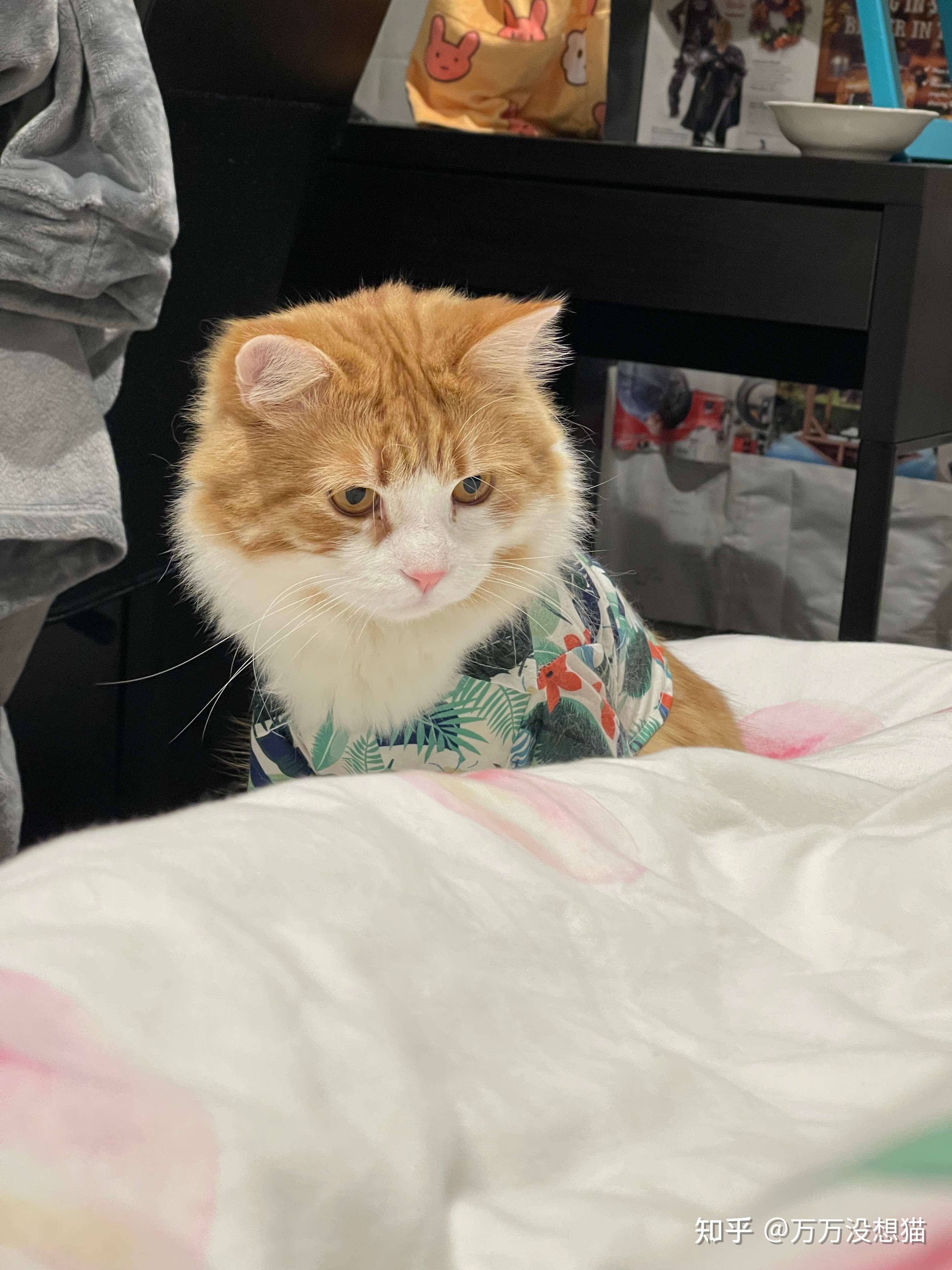 谁可以拒绝一只夏威夷印花衬衫的狗橘呢