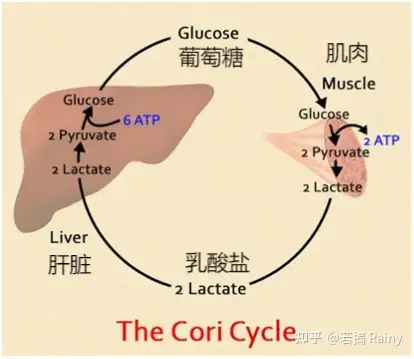 乳酸盐脱氢酶(ldh)催化有些地方会误将反应的终产物说成是乳酸lactic