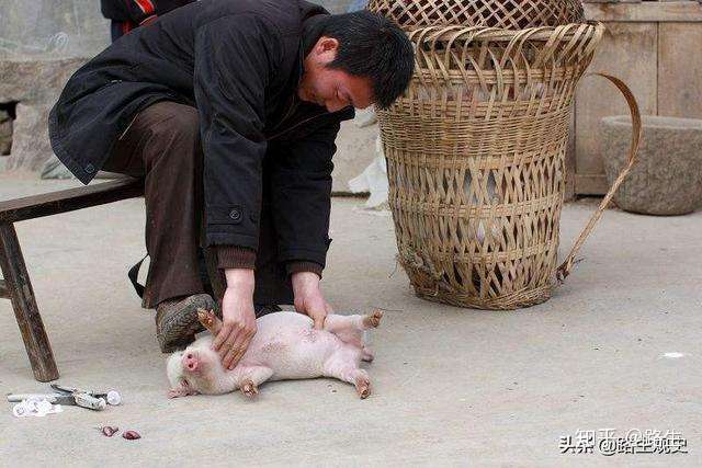 走骟牲口走着走着就被骟掉了网友说这要申请非物质文化遗产