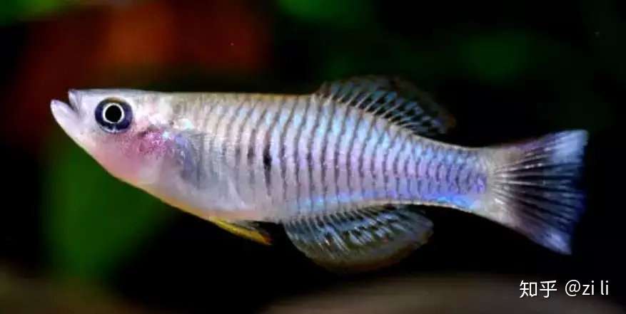 草缸不是只能养灯鱼 这37种鳉鱼观赏度爆表 知乎