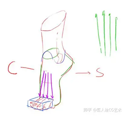 知识点1(1)大脚趾和小脚趾都有一个向内收的弧度,并不平行(2)第二根