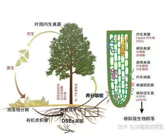 智能生态农业：都说土壤重要，你真正理解的改良土壤有多少？ - 知乎