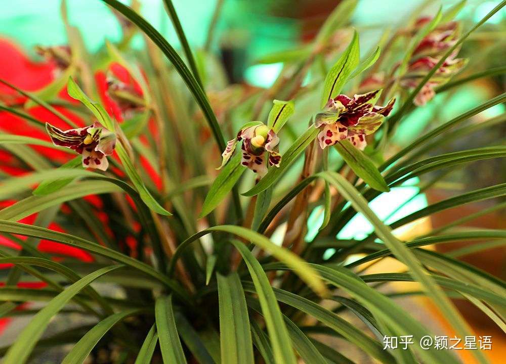 不以无人而不芳 心若兰兮终不移 知乎