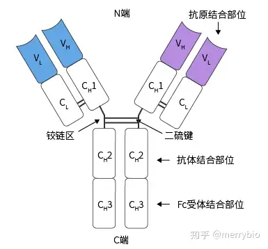通过分析不同免疫球蛋白重链和轻链的氨基酸序列,发现重链和轻链靠近