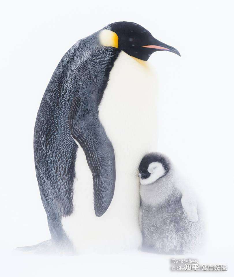 一篇文章了解企鹅军团 知乎