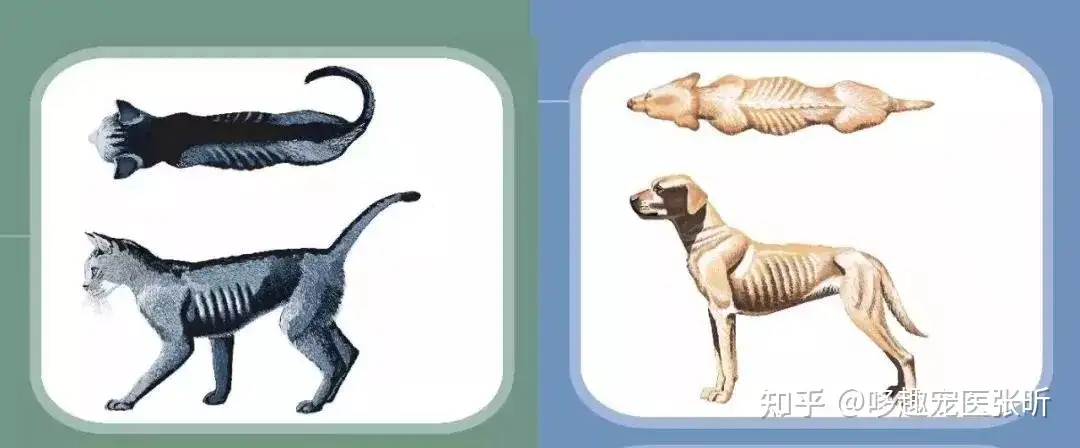 宠物肥胖 您真的觉得这是 幸福肥 吗 知乎 宠物肥胖 您真的觉得这是 幸福肥 吗 知乎