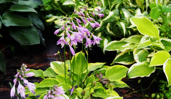 7月上旬诞生花 知乎