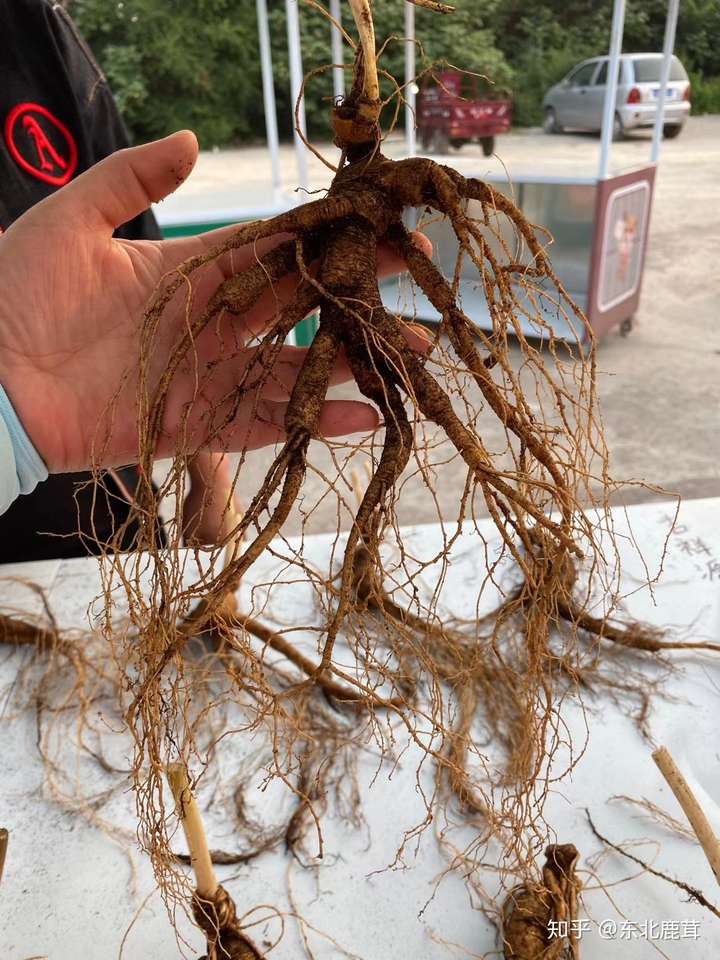 鹿茸人参枸杞泡酒中年男人的补肾良方