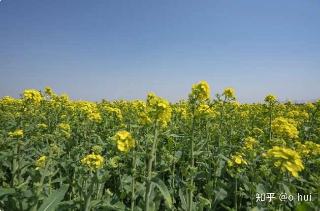 你知道吗 原来油菜花的花语和象征寓意是这样的 知乎