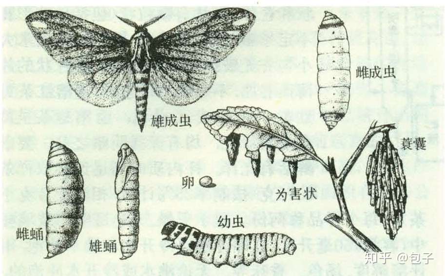 茶园害虫面面观 蓑蛾 知乎