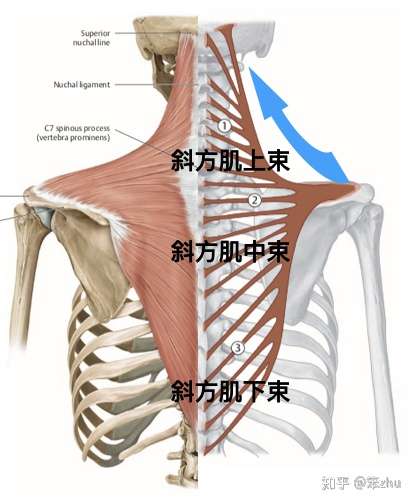 肩胛提肌的位置图片图片