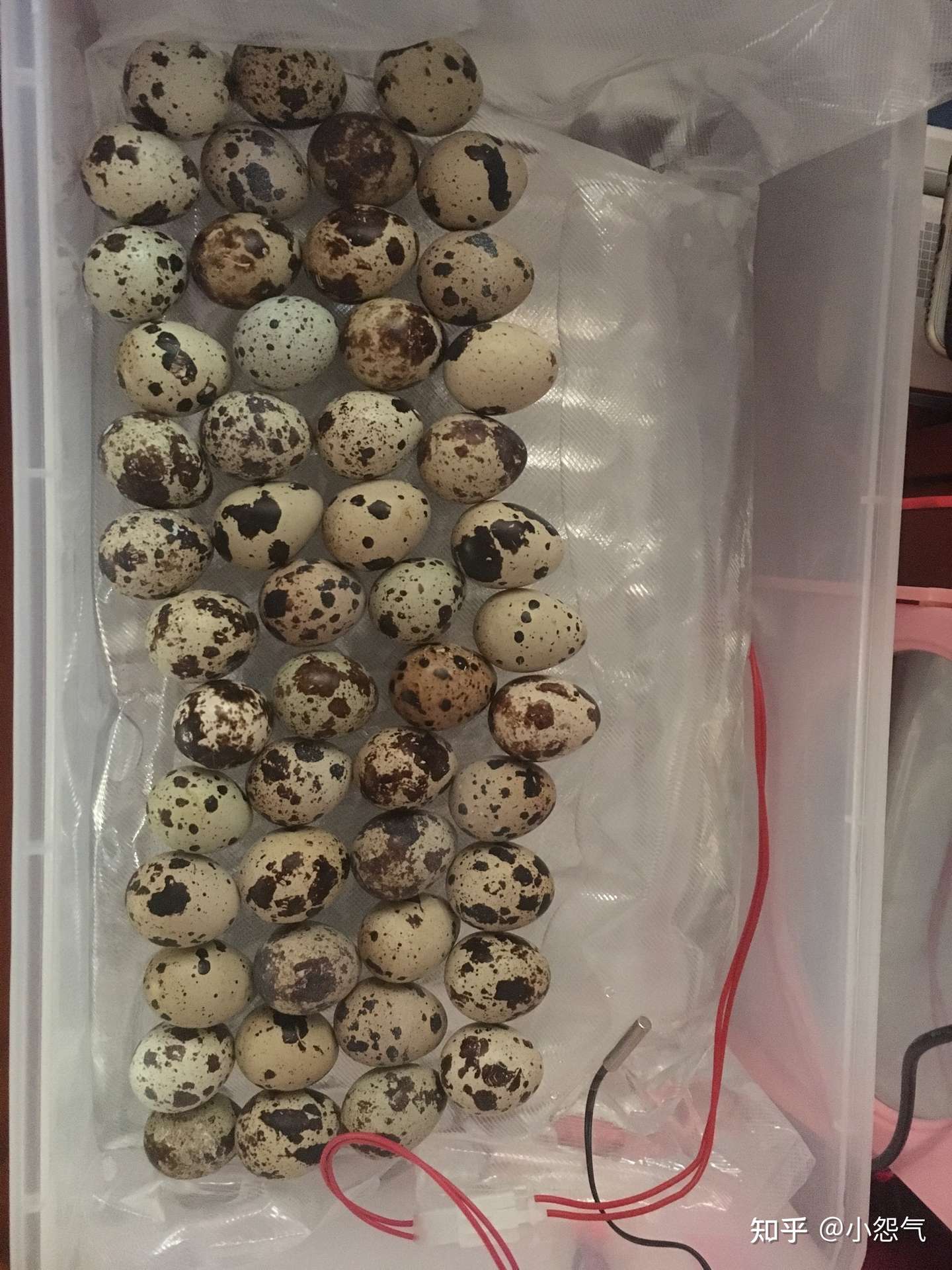 佛性孵化白沙维鹌鹑 21 10 26更新 满月 知乎 佛性孵化白沙维鹌鹑 21 10 26更新 满月 知乎