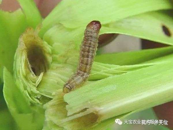 史上最全虫害知识大汇总 虫害的知识都在这儿了 知乎