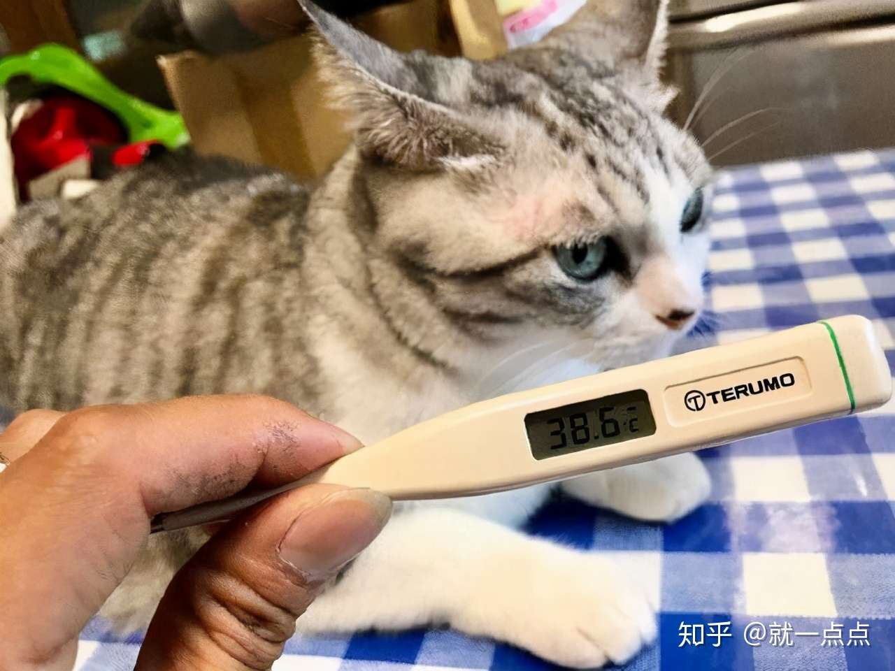 猫咪若是出现这7种情况 或许是要生病了 宠主们可别大意了 知乎